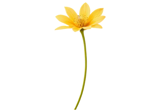 flowers png,yellow canada lily,hieracium,lotus png,calenduleae,helianthus,calendula,minimalist flowers,arnica,sand coreopsis,hawkbit,small sun flower,single flower,asteraceae,guernsey lily,trollius download,helianthus occidentalis,yellow flower,korean chrysanthemum,turkestan tulip,Art,Classical Oil Painting,Classical Oil Painting 38