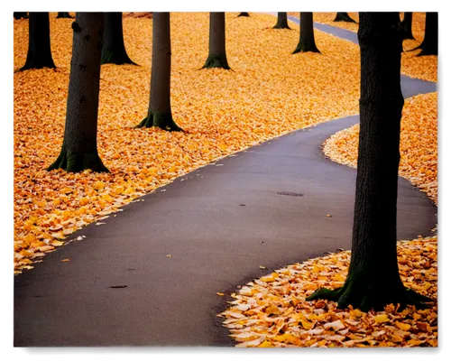 tree lined path,fallen leaves,tree lined lane,autumn walk,tree lined avenue,late autumn,yellow leaves,autumn leaves,herbst,asphalt road,footpaths,pavements,pathway,autumnal leaves,footway,chemin,row of trees,tree-lined avenue,bicycle path,sidewalk,Illustration,Abstract Fantasy,Abstract Fantasy 10