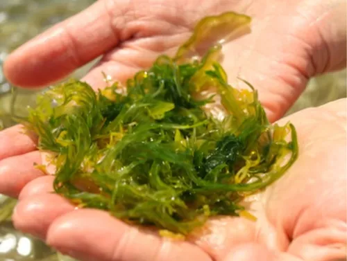 hydrilla,macroalgae,watermilfoil,seaweed,macrophytes,aquatic herb,milfoil,water spinach,selaginella,microalgae,sea salad,sargassum,myriophyllum,aquatic plant,eelgrass,bryophyte,zostera,glasswort,pondw