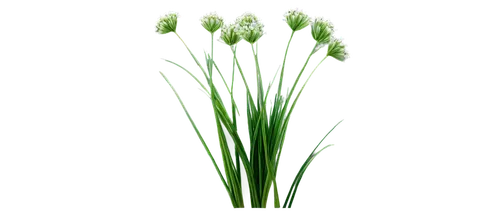 Bunch of chives, green stems, delicate white flowers, soft focus, shallow depth of field, warm natural light, 3/4 composition, vibrant green color tone, realistic texture, detailed leaf veins, slightl