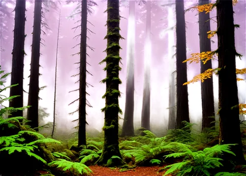 foggy forest,coniferous forest,spruce forest,fir forest,elven forest,mixed forest,germany forest,forestland,sempervirens,tree ferns,deciduous forest,forest background,forests,beech forest,cartoon forest,mirkwood,endor,forest,forest landscape,northwest forest,Photography,Fashion Photography,Fashion Photography 20