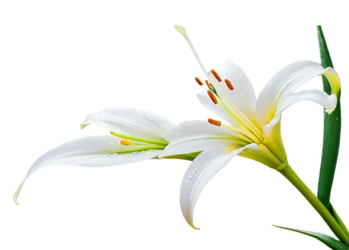 easter lilies,flowers png,flower background,white lily,flower wallpaper,white floral background,lilies of the valley,spring leaf background,floral digital background,madonna lily,white flower,lily flower,tulip background,lily of the valley,lilies,garden star of bethlehem,zephyranthes,delicate white flower,star of bethlehem,spring background,Illustration,Retro,Retro 02