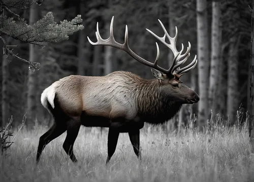 Imagine a bull elk leisurely resting in a peaceful clearing, surrounded by the soft whispers of nature.,elk bull,bull elk resting,elk,antler velvet,whitetail,whitetail buck,bull elk on lateral moraine