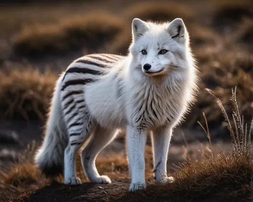 arctic fox,white fox,european wolf,patagonian fox,gray wolf,aardwolf,Photography,General,Fantasy