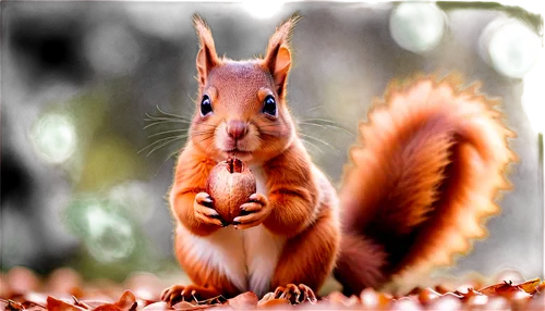 red squirrel,eurasian squirrel,indian palm squirrel,gray squirrel,grey squirrel,squirrel,tree squirrel,squirreling,sciurus carolinensis,squirreled,squirell,fox squirrel,eastern gray squirrel,squirrely,squirrelly,relaxed squirrel,sciurus,the squirrel,atlas squirrel,chilling squirrel,Illustration,Realistic Fantasy,Realistic Fantasy 37