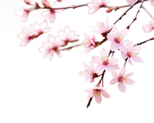 japanese sakura background,japanese floral background,plum blossoms,cherry blossom branch,sakura background,apricot flowers,sakura flowers,plum blossom,sakura blossoms,floral digital background,apricot blossom,japanese cherry,sakura branch,sakura flower,japanese cherry blossom,spring background,sakura tree,japanese cherry blossoms,cherry branches,sakura cherry tree,Photography,Fashion Photography,Fashion Photography 21