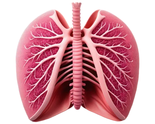 lungs,lung cancer,lung,ventilate,respiratory protection,copd,medical illustration,aorta,diaphragm,rib cage,airway,rmuscles,venereal diseases,circulatory,ventilator,human internal organ,circulatory system,nonsmoker,ribcage,metastases,Illustration,Retro,Retro 11