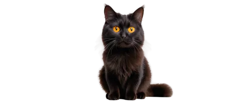 hollyleaf cherry,british longhair cat,jiji the cat,halloween black cat,pet black,cat vector,black cat,gray cat,breed cat,nebelung,felidae,capricorn kitz,chartreux,halloween cat,british semi-longhair,cartoon cat,yellow eyes,british longhair,domestic long-haired cat,feral cat,Art,Artistic Painting,Artistic Painting 28