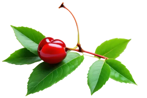 Ripe cherry, bright red, glossy surface, green leaf, stem attached, juicy pulp, sweet aroma, macro shot, extreme close-up, shallow depth of field, soft natural lighting, warm color tone, 1,cherry bran