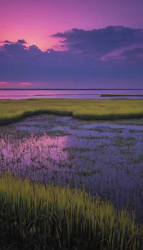 Pastel sunset photo over Great Bay Boulevard Wildlife Management Area's yellowing marsh.,salt marsh,purple landscape,tidal marsh,cape cod,freshwater marsh,rice field,the rice field,rye field,marsh,doñ