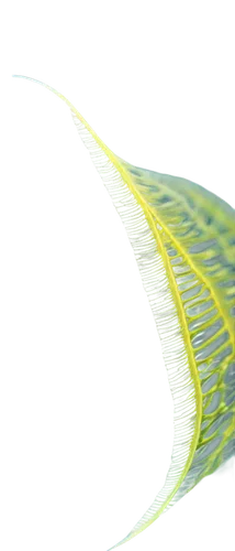 feather bristle grass,nanowires,palm leaf,nanotubes,photodetector,wavevector,microtubules,photocathode,microtubule,nanoelectronics,aaaa,nanowire,spintronics,nanofabrication,optical fiber,photonic,aramid,nanotube,light waveguide,phertzberg,Conceptual Art,Fantasy,Fantasy 07