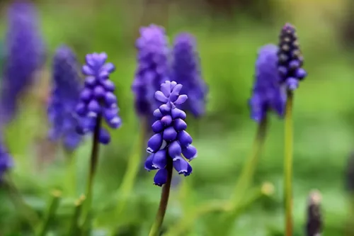 grape hyacinths,blue grape hyacinth,grape hyacinth,muscari armeniacum,common grape hyacinth,muscari,white grape hyacinths,hyacinthoides,hyacinthus,bluebell,hyacinths,defends,the lavender flower,bluebe