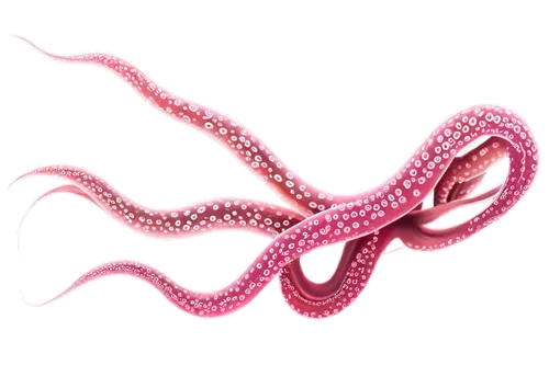 pink octopus,cnidarian,lissotriton,cephalopod,echinoderm,red crinoid,octopus tentacles,squid rings,spectabilis,cephalopods,tentacles,octopus vector graphic,cnidaria,sea animals,cretoxyrhina,marine invertebrates,sea animal,anthocharis,suardiana,sea eel,Illustration,Realistic Fantasy,Realistic Fantasy 41