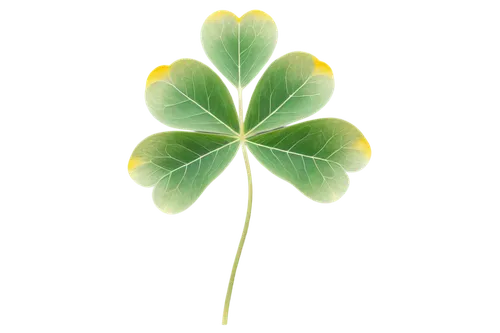 spring leaf background,4-leaf clover,five-leaf clover,four-leaf clover,clover leaves,three leaf clover,four leaf clover,maidenhair,4 leaf clover,a four leaf clover,clovers,green leaf,lucky clover,lotus leaf,ginkgo leaf,leaf background,shamrock,medium clover,greater celandine,cloverleafs,Photography,Fashion Photography,Fashion Photography 01