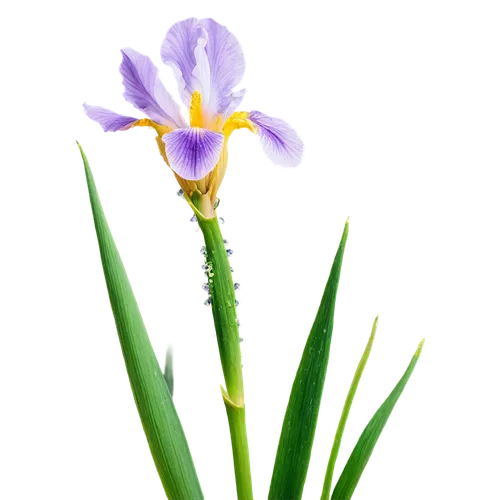 flowers png,iris japonica,algerian iris,wild iris,pontederia,swamp iris,iris,irises,flax-leaved tulip,iris versicolor,tulipan violet,turkestan tulip,saffron crocus,citronella,oil-related plant,ceratostylis,crown chakra flower,novruz,cretan crocus,flower background,Illustration,American Style,American Style 02