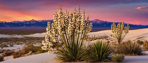 MT-20090107-171519-0011-New-Mexico-White-Sands-National-Monument-yucca-sunset-mountains.jpg,white sands national monument,giant yucca,white sands dunes,great dunes national park,desert plant,yucca ele