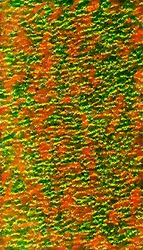 microtubules,microfibers,textile,microtubule,chameleon abstract,tropical leaf pattern,microfilaments,cytoskeleton,vastola,trichophyton,microalgae,carrot pattern,puccinia,feather coral,spirochetes,parrot feathers,biofilm,paphlagonian,cytoskeletal,zostera,Illustration,Black and White,Black and White 16