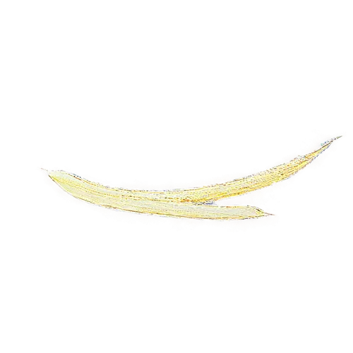 Yellow banana, cross-section view, curved shape, creamy white interior, stringy texture, dark brown spots, natural lighting, shallow depth of field, warm color tone, 3/4 composition, detailed render.,