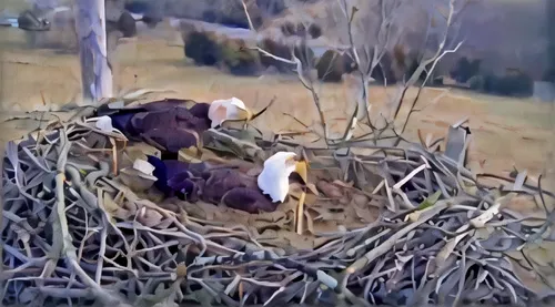 bald eagles,bald eagle,american bald eagle,eagles nest,nesting box,nesting material,eagles,nest building,of prey eagle,buteo,nest box,savannah eagle,eagle drawing,nesting,nestling,storks,mongolian eagle,young birds,nest,eagle eastern