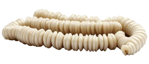 strozzapreti,udon noodles,fusilli,cavatelli,ramaria,rope brush,rotini,passatelli,soba noodles,hericium,oyster mushroom,rice noodles,udon,mushroom coral,escherichia coli,cotton swab,noodle image,fettuccine,spaguetti,tagliatelle,Illustration,Vector,Vector 15