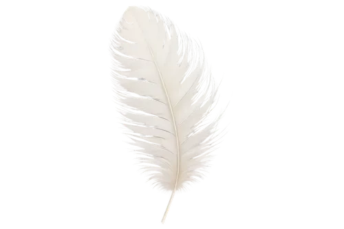 white feather,feather,bird feather,swan feather,angel wing,chicken feather,hawk feather,pigeon feather,angel wings,feathers,feather on water,feather carnation,black feather,whitewings,feather bristle grass,plumes,winged heart,feather jewelry,bird wing,feathers bird,Illustration,Paper based,Paper Based 21