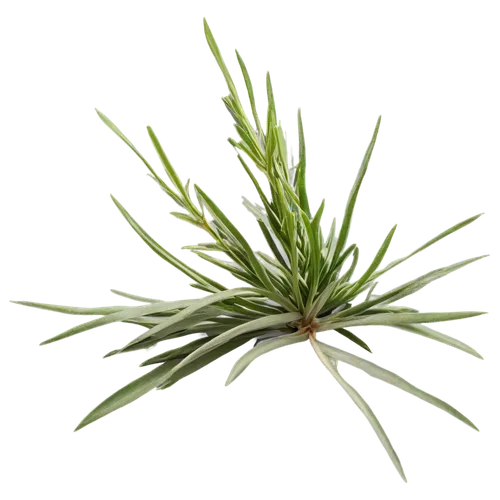 Rosemary, herb, green leaves, delicate flowers, fragrant, bushy, woody stems, tiny blue petals, soft focus, natural light, close-up shot, shallow depth of field, warm color tone, 3/4 composition.,gree