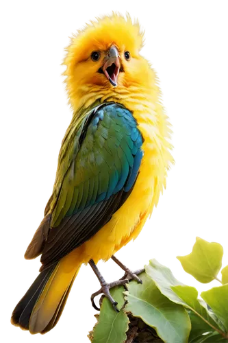 yellow parakeet,beautiful yellow green parakeet,yellow green parakeet,yellowish green parakeet,sun parakeet,golden parakeets,cute parakeet,caique,yellow macaw,blue and gold macaw,canary bird,saffron finch,atlantic canary,colorful birds,yellow finch,blue and yellow macaw,yellowhammer,beautiful bird,budgie,sun conure,Conceptual Art,Daily,Daily 32