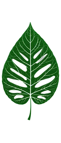 tropical leaf pattern,tropical leaf,fig leaf,mape leaf,coconut leaf,banana leaf,palm leaf,tree leaf,lotus leaf,fern leaf,jungle leaf,fan leaf,kalimantan,monstera,custody leaf,palm tree vector,lotus png,magnolia leaf,walnut leaf,mammoth leaf,Conceptual Art,Daily,Daily 35