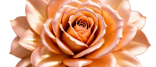 peach rose,bicolored rose,orange rose,rose png,rose wrinkled,flowers png,porcelain rose,rose flower illustration,paper flower background,fabric roses,yellow rose background,flower rose,orange floral paper,paper rose,julia child rose,rose flower,fabric flower,dried rose,artificial flower,corymb rose,Conceptual Art,Oil color,Oil Color 23