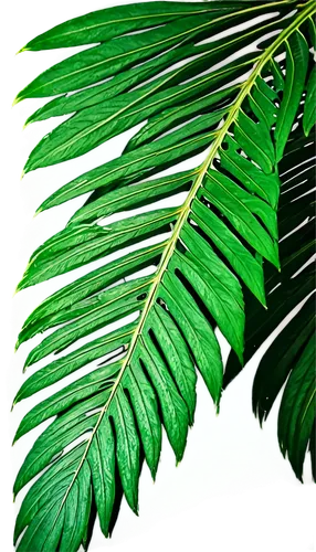 tropical leaf,fern leaf,palm leaf,tropical leaf pattern,leaf fern,albizia,jungle leaf,foliage leaf,moraceae,phyllanthaceae,pteris,fan leaf,palm leaves,pteridium,fern plant,ailanthus,tree leaf,fan palm,chestnut leaf,leucaena,Unique,Pixel,Pixel 04