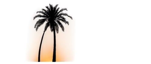 palm tree vector,palm tree silhouette,palm tree,palmtree,palms,palm,palm silhouettes,palm forest,palmtrees,date palms,palm branches,palm field,two palms,palm fronds,palm trees,wine palm,cartoon palm,peach palm,coconut palm tree,desert palm,Conceptual Art,Fantasy,Fantasy 10