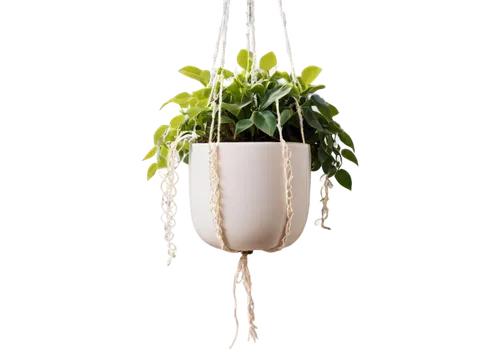 hanging plant,hanging plants,hanging basket,hanging bulb,hanging lantern,hanging lamp,hanging decoration,flower pot holder,hanging geraniums,money plant,hanging willow,hanging light,androsace rattling pot,climbing plant,plant pot,climber plant,lantern plant,potted plant,indoor plant,terrarium,Illustration,Realistic Fantasy,Realistic Fantasy 14