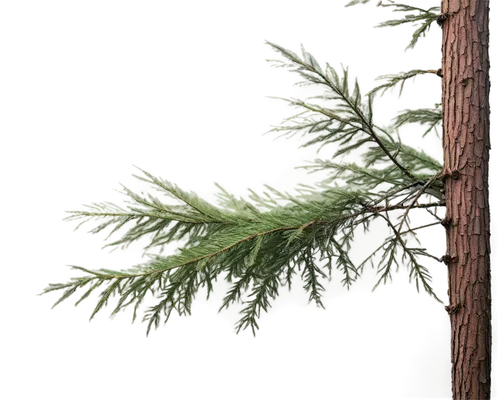 american pitch pine,fir branch,singleleaf pine,oregon pine,nordmann fir,pine tree branch,chile pine,douglas fir,pine branch,colorado spruce,silvertip fir,shortstraw pine,lodgepole pine,pinus ponderosa,fir needles,pseudotsuga menziesii,canadian fir,thuja,pine-tree,two needle pinyon pine,Illustration,Retro,Retro 03