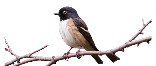 eastern towhee,male finch,pied myna,junco,aracama,hirundo,himalayan bulbul,dark-eyed junco,towhee,bulbul,towheaded,bulbuls,sterna hirundo,friarbird,eurasian bullfinch,bull finch,river tern,bird png,bird on branch,butcherbird,Illustration,Paper based,Paper Based 20