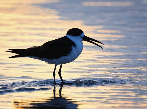 pied avocet wading,pied avocet,common stilt,avocet,black-winged stilt,oystercatcher,pied oystercatcher,shorebird,coastal bird,wading bird,pied avocets,a species of marine bird,avocets,black skimmer,laughing gull,sandpipers,the sandpiper combative,sandwich tern,sandpiper,the sandpiper,Art,Classical Oil Painting,Classical Oil Painting 32