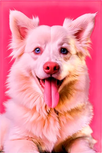 pomeranian,pink background,pet portrait,portrait background,dogana,cheerful dog,dog,ein,dogrib,canine rose,sparapet,dog frame,wavelength,canine,transparent background,bork,garrison,madra,inu,borker,Unique,Paper Cuts,Paper Cuts 06