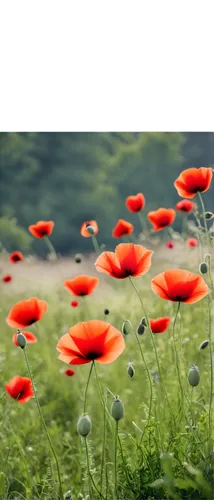 klatschmohn,poppy flowers,poppy field,poppy fields,red poppies,poppies,flower background,flowers png,coquelicot,red poppy,poppy plant,red anemones,poppy anemone,field of poppies,papaver,floral poppy,poppy flower,seidenmohn,a couple of poppy flowers,poppies in the field drain,Illustration,Vector,Vector 04