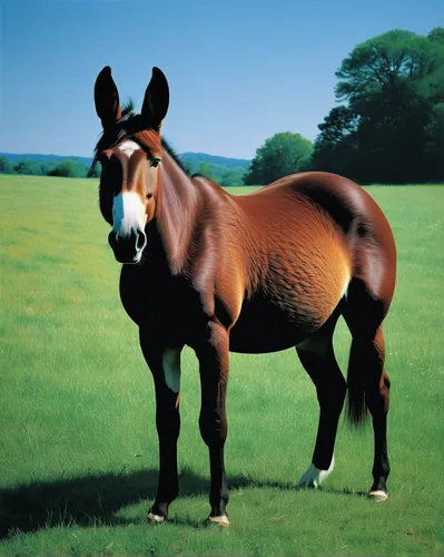 przewalski's horse,brown horse,belgian horse,chestnut animal,quarterhorse,kutsch horse,przewalski,chestnut backed,half donkey,portrait animal horse,weehl horse,a horse,clydesdale,electric donkey,australian pony,foal,donkey of the cotentin,okapi,suckling foal,equine coat colors,Art,Artistic Painting,Artistic Painting 22