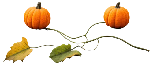 calabaza,seasonal autumn decoration,ornamental gourds,figleaf gourd,decorative pumpkins,scarlet gourd,cucurbita,autumn pumpkins,flowers png,halloween pumpkin gifts,bitter gourd,gourds,pumpkin heads,autumn decoration,decorative squashes,cornucopia,funny pumpkins,chinese lantern plant,autumn decor,pumpkin autumn,Illustration,Black and White,Black and White 20