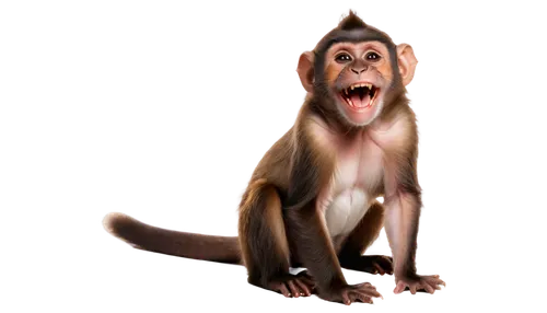 macaque,barbary monkey,rhesus macaque,crab-eating macaque,long tailed macaque,cercopithecus neglectus,japanese macaque,baboon,barbary ape,chimpanzee,monkey,primate,white-fronted capuchin,mandrill,ape,barbary macaque,barbary macaques,bleeding-heart baboon,common chimpanzee,japan macaque,Photography,Documentary Photography,Documentary Photography 18