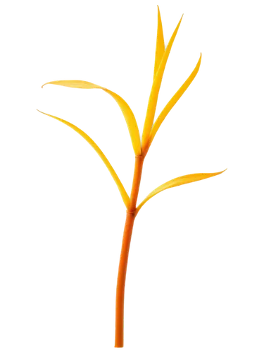 Ginger, solo, transparent background, orange-yellow color, long slender shape, knotted roots, green stem, delicate leaves, soft natural light, shallow depth of field, warm color tone, 3/4 composition.