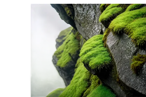 tree moss,lichen,green tree python,green tree snake,green parakeet,patrol,tree frogs,trees with stitching,yellow green parakeet,parakeets,tree texture,barbet,green jay,lichens,squirrel tree frog,tree frog,trumpet lichen,chloroplasts,yellowish green parakeet,yellow-green parrots,Illustration,Abstract Fantasy,Abstract Fantasy 22