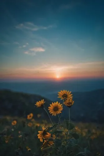 flower in sunset,arnica,mountain flowers,mountain flower,sun flowers,sunflower field,rudbeckia,sunflowers,sun daisies,helianthus,flower field,helios 44m7,small sun flower,yellow daisies,sun flower,arnica montana,helios 44m,wildflowers,sunflower,daisies,Photography,General,Cinematic