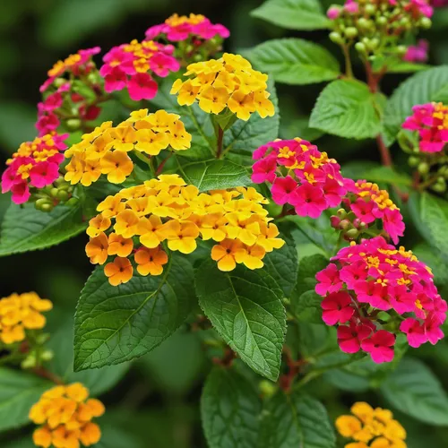 lantana,lantana camara,flowering shrubs,zinnias,colorful flowers,ornamental flowers,ornamental plants,ornamental shrubs,bright flowers,common zinnia,fragrant flowers,tropical flowers,garden loosestrife,perennial plants,garden marigold,garden flowers,verbena family,west indian jasmine,summer flowers,perennial plant,Illustration,Retro,Retro 20