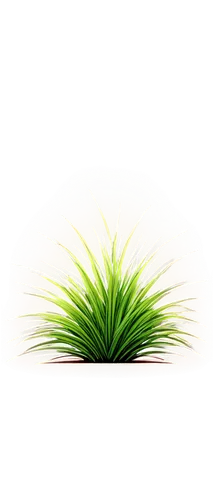 sweet grass plant,cyperus,needlegrass,cordgrass,elymus,lomandra,pine needle,wheatgrass,wheat grass,citronella,block of grass,tenuifolia,ornamental grass,echinochloa,grass lily,grass fronds,long grass,cymbopogon,feather bristle grass,stylidium,Illustration,Black and White,Black and White 16