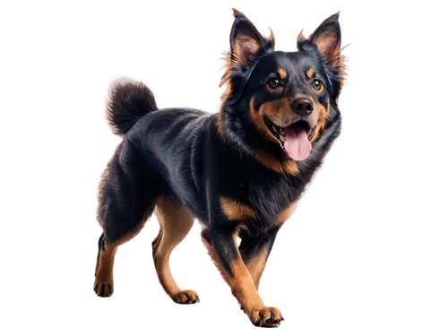 australian kelpie,belgian shepherd dog,german shepherd dog,black german shepherd,schutzhund,kelpie,black shepherd,gsd,dog illustration,doberman,doberan,rottweiler,wolstein,ein,leonberg,old german shepherd dog,wellard,schäfer dog,oberweiler,rott,Photography,Documentary Photography,Documentary Photography 04