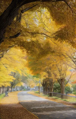 autumn in japan,autumn scenery,autumn park,autumn background,tree lined path,autumn in the park,tree-lined avenue,autumn landscape,autumn tree,autumn trees,golden autumn,maple road,fall landscape,gingko,the trees in the fall,tree lined lane,maple tree,autumn walk,autumn leaves,the autumn,Light and shadow,Landscape,Autumn