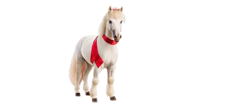 albino horse,lipizzan,a white horse,arabian horse,lipizzaners,lipizzaner,lusitanos,lusitano,painted horse,equus,a horse,horse,equine,equidae,white horse,caballus,quarterhorse,cavalry,lighthorse,caballos,Conceptual Art,Graffiti Art,Graffiti Art 01