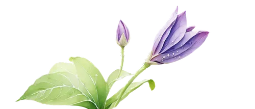 flowers png,tulipan violet,violet tulip,tulip background,trumpet gentian,purple crocus,gentians,turkestan tulip,tulipa,gentian,flower illustration,flower illustrative,purple parrot tulip,closed blue gentian,tulip,crocus,lisianthus,flax-leaved tulip,spring crocus,crocuss,Illustration,Realistic Fantasy,Realistic Fantasy 12