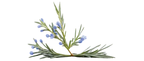 Rosemary, herb, fragrant leaves, woody stem, tiny blue flowers, delicate petals, greenish-gray color, intricate branch structure, dew droplets, morning sunlight, soft focus, shallow depth of field, wa